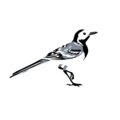 Wagtail Design