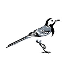 Wagtail Design